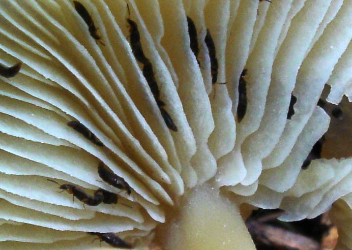 Bosco di Namos (BL) 25-06-2006